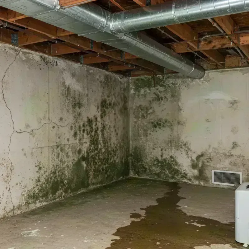 Professional Mold Removal in Maple Park, IL